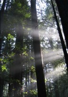 la decouverte du reiki par evelyne arruti la decouverte du reiki par evelyne arruti